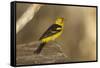 Western Tanager Male-Joe McDonald-Framed Stretched Canvas