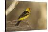 Western Tanager Male-Joe McDonald-Stretched Canvas