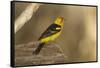 Western Tanager Male-Joe McDonald-Framed Stretched Canvas