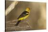 Western Tanager Male-Joe McDonald-Stretched Canvas