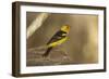 Western Tanager Male-Joe McDonald-Framed Photographic Print