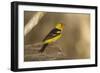 Western Tanager Male-Joe McDonald-Framed Photographic Print