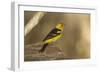 Western Tanager Male-Joe McDonald-Framed Photographic Print