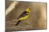 Western Tanager Male-Joe McDonald-Mounted Photographic Print