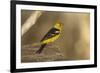 Western Tanager Male-Joe McDonald-Framed Photographic Print