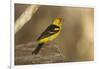 Western Tanager Male-Joe McDonald-Framed Photographic Print