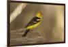 Western Tanager Male-Joe McDonald-Framed Photographic Print