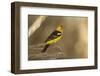 Western Tanager Male-Joe McDonald-Framed Photographic Print