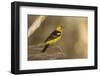 Western Tanager Male-Joe McDonald-Framed Photographic Print