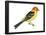 Western Tanager (Piranga Ludoviciana), Birds-Encyclopaedia Britannica-Framed Poster