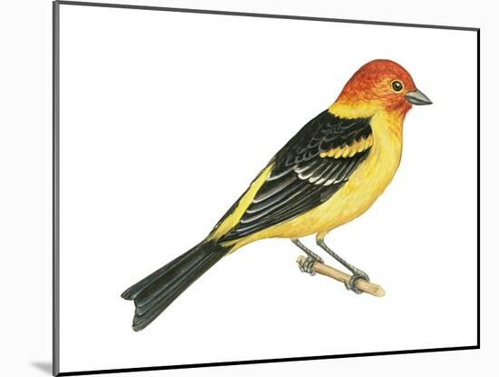 Western Tanager (Piranga Ludoviciana), Birds-Encyclopaedia Britannica-Mounted Poster