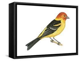 Western Tanager (Piranga Ludoviciana), Birds-Encyclopaedia Britannica-Framed Stretched Canvas