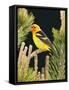 Western Tanager (Piranga Ludoviciana), Keizer, Oregon, Usa-Rick A. Brown-Framed Stretched Canvas