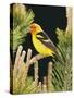 Western Tanager (Piranga Ludoviciana), Keizer, Oregon, Usa-Rick A. Brown-Stretched Canvas