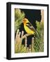 Western Tanager (Piranga Ludoviciana), Keizer, Oregon, Usa-Rick A. Brown-Framed Photographic Print