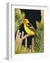 Western Tanager (Piranga Ludoviciana), Keizer, Oregon, Usa-Rick A. Brown-Framed Photographic Print