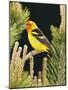 Western Tanager (Piranga Ludoviciana), Keizer, Oregon, Usa-Rick A. Brown-Mounted Photographic Print