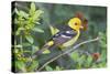 Western Tanager (Piranga Ludoviciana) Male in Spring, Texas, USA-Larry Ditto-Stretched Canvas