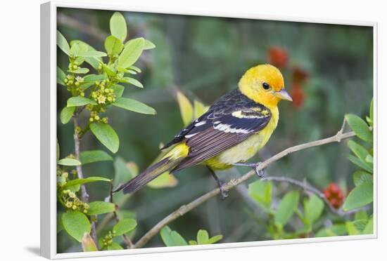 Western Tanager (Piranga Ludoviciana) Male in Spring, Texas, USA-Larry Ditto-Framed Photographic Print