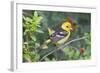 Western Tanager (Piranga Ludoviciana) Male in Spring, Texas, USA-Larry Ditto-Framed Photographic Print