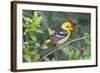 Western Tanager (Piranga Ludoviciana) Male in Spring, Texas, USA-Larry Ditto-Framed Photographic Print