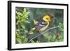 Western Tanager (Piranga Ludoviciana) Male in Spring, Texas, USA-Larry Ditto-Framed Photographic Print