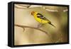 Western Tanager-Joe McDonald-Framed Stretched Canvas