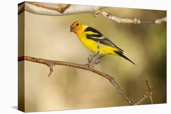 Western Tanager-Joe McDonald-Stretched Canvas