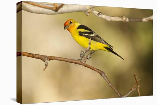 Western Tanager-Joe McDonald-Stretched Canvas