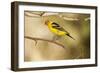 Western Tanager-Joe McDonald-Framed Photographic Print