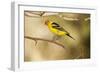 Western Tanager-Joe McDonald-Framed Photographic Print