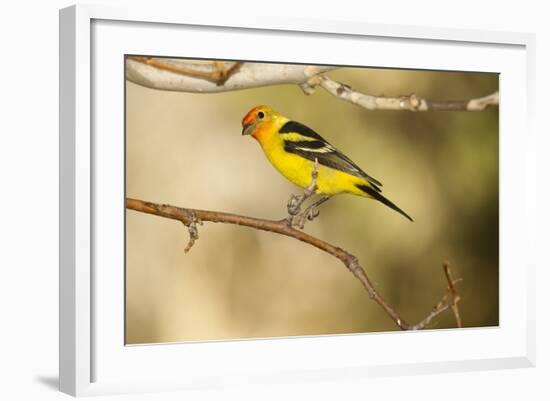 Western Tanager-Joe McDonald-Framed Photographic Print