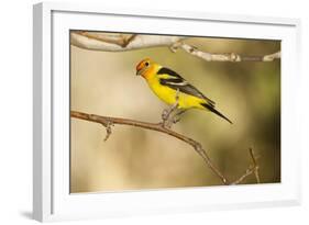 Western Tanager-Joe McDonald-Framed Photographic Print