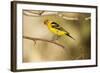 Western Tanager-Joe McDonald-Framed Photographic Print