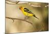 Western Tanager-Joe McDonald-Mounted Photographic Print