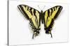 Western Tiger Swallowtail Butterfly, Top and Bottom Wing Comparison-Darrell Gulin-Stretched Canvas