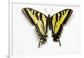 Western Tiger Swallowtail Butterfly, Top and Bottom Wing Comparison-Darrell Gulin-Framed Photographic Print