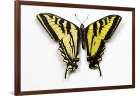 Western Tiger Swallowtail Butterfly, Top and Bottom Wing Comparison-Darrell Gulin-Framed Photographic Print