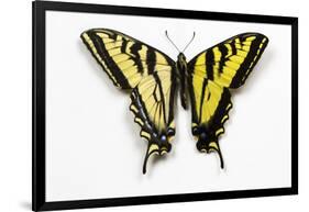 Western Tiger Swallowtail Butterfly, Top and Bottom Wing Comparison-Darrell Gulin-Framed Photographic Print