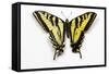 Western Tiger Swallowtail Butterfly, Top and Bottom Wing Comparison-Darrell Gulin-Framed Stretched Canvas