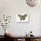 Western Tiger Swallowtail Butterfly, Top and Bottom Wing Comparison-Darrell Gulin-Stretched Canvas displayed on a wall