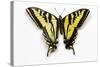 Western Tiger Swallowtail Butterfly, Top and Bottom Wing Comparison-Darrell Gulin-Stretched Canvas