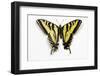 Western Tiger Swallowtail Butterfly, Top and Bottom Wing Comparison-Darrell Gulin-Framed Photographic Print