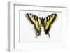 Western Tiger Swallowtail Butterfly, Top and Bottom Wing Comparison-Darrell Gulin-Framed Photographic Print