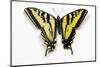 Western Tiger Swallowtail Butterfly, Top and Bottom Wing Comparison-Darrell Gulin-Mounted Photographic Print