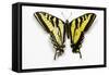 Western Tiger Swallowtail Butterfly, Top and Bottom Wing Comparison-Darrell Gulin-Framed Stretched Canvas