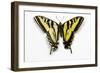 Western Tiger Swallowtail Butterfly, Top and Bottom Wing Comparison-Darrell Gulin-Framed Photographic Print