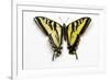 Western Tiger Swallowtail Butterfly, Top and Bottom Wing Comparison-Darrell Gulin-Framed Photographic Print