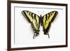 Western Tiger Swallowtail Butterfly, Top and Bottom Wing Comparison-Darrell Gulin-Framed Photographic Print