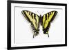 Western Tiger Swallowtail Butterfly, Top and Bottom Wing Comparison-Darrell Gulin-Framed Photographic Print